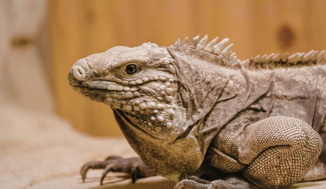 Essential Reptile Care: Top Tips and Reptile Accessories for a Healthy Habitat