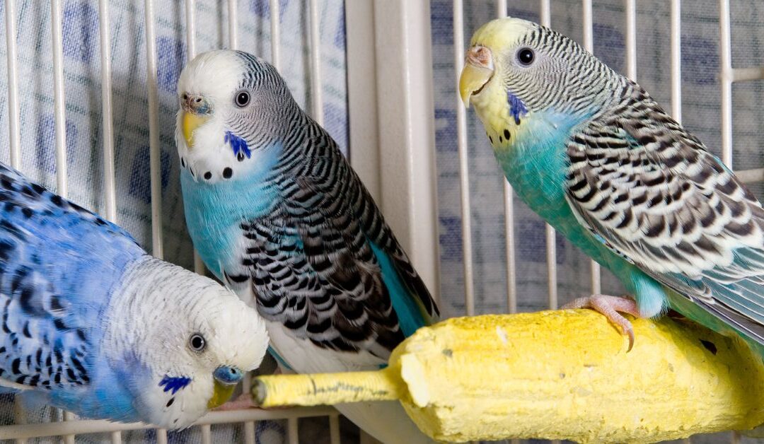 The Ultimate Guide to Bird Accessories: Perches, Carriers, and Functional Items for Daily Life
