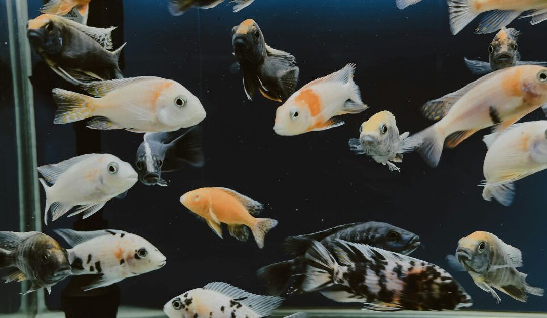 The Ultimate Guide to Creating Healthy, Happy Pet Environments in 2026