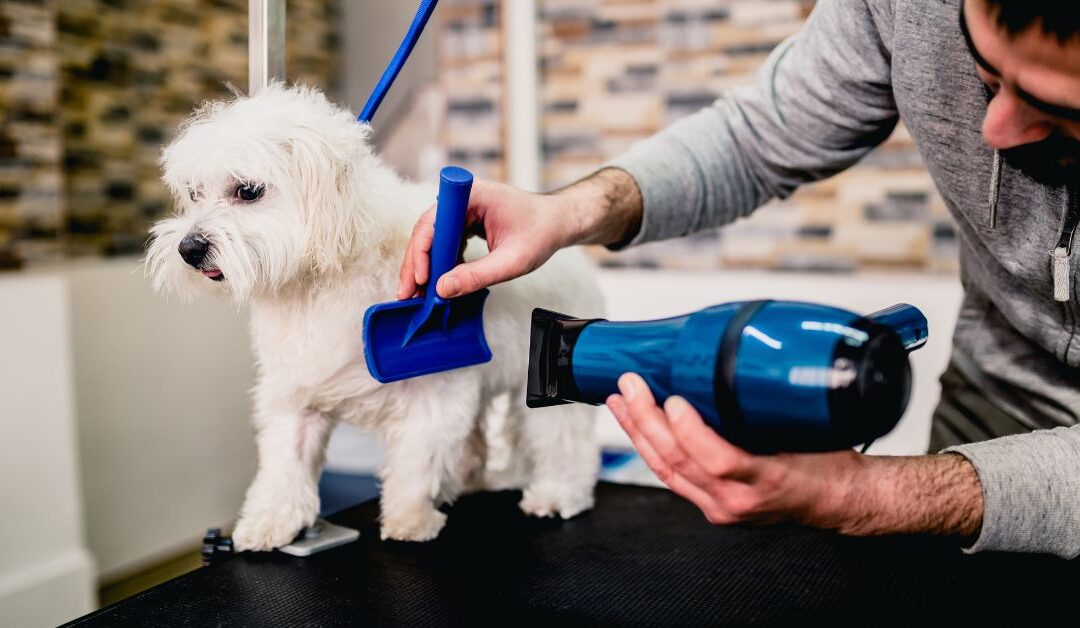 The Ultimate Guide to Dog Grooming & Care: Keep Your Pet Healthy, Happy, and Looking Their Best