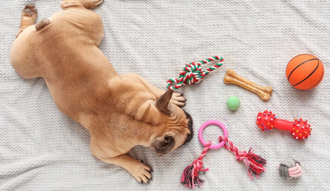 10 Must-Have Dog Toys & Enrichment Ideas Every Pet Owner Should Try
