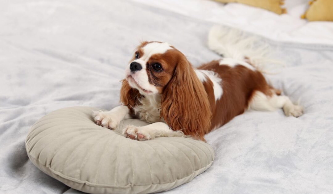 Ultimate Guide to Creating a Cozy Home for Your Pets in 2026