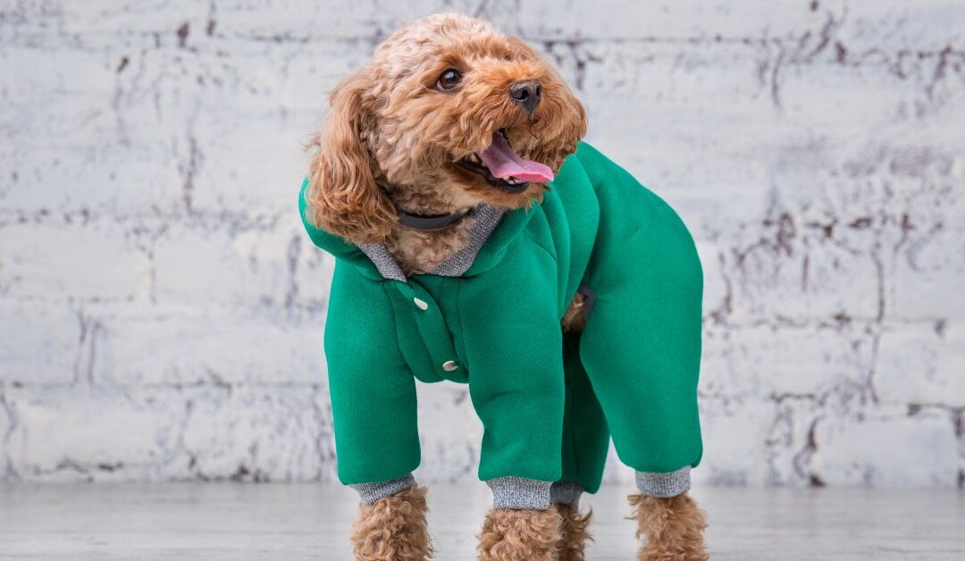 Top 7 Pet Care Trends in 2026 Every Pet Parent Should Know