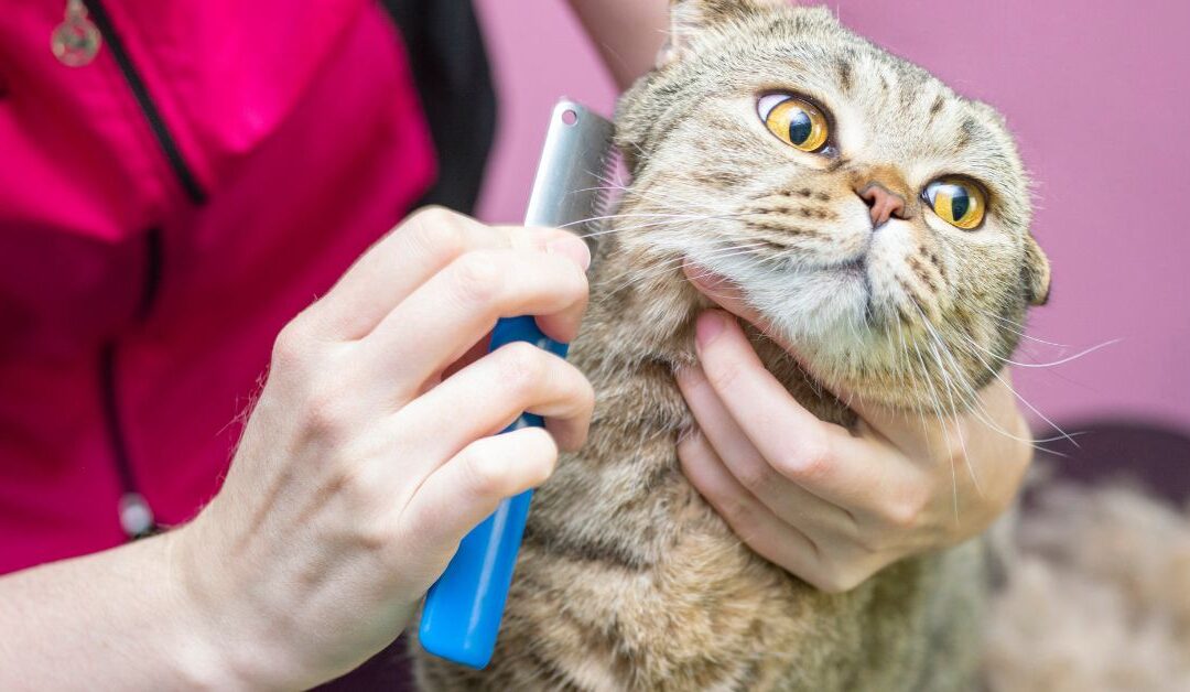 Cat Grooming Myths Busted: What Every Pet Owner Needs to Know