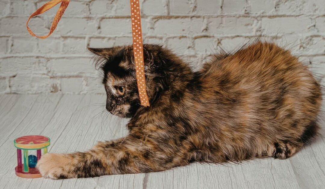 The Ultimate Guide to Keeping Your Cats Happy and Healthy with Toys & Enrichment