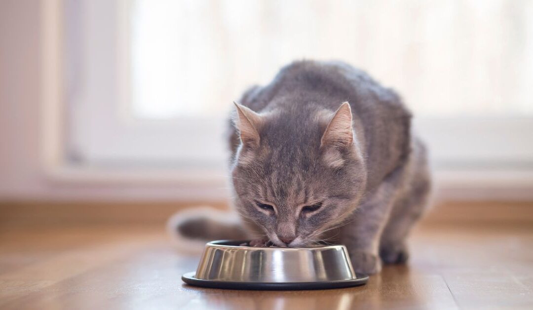 Top 5 Cat Feeding Mistakes Pet Owners Make (And How to Fix Them)