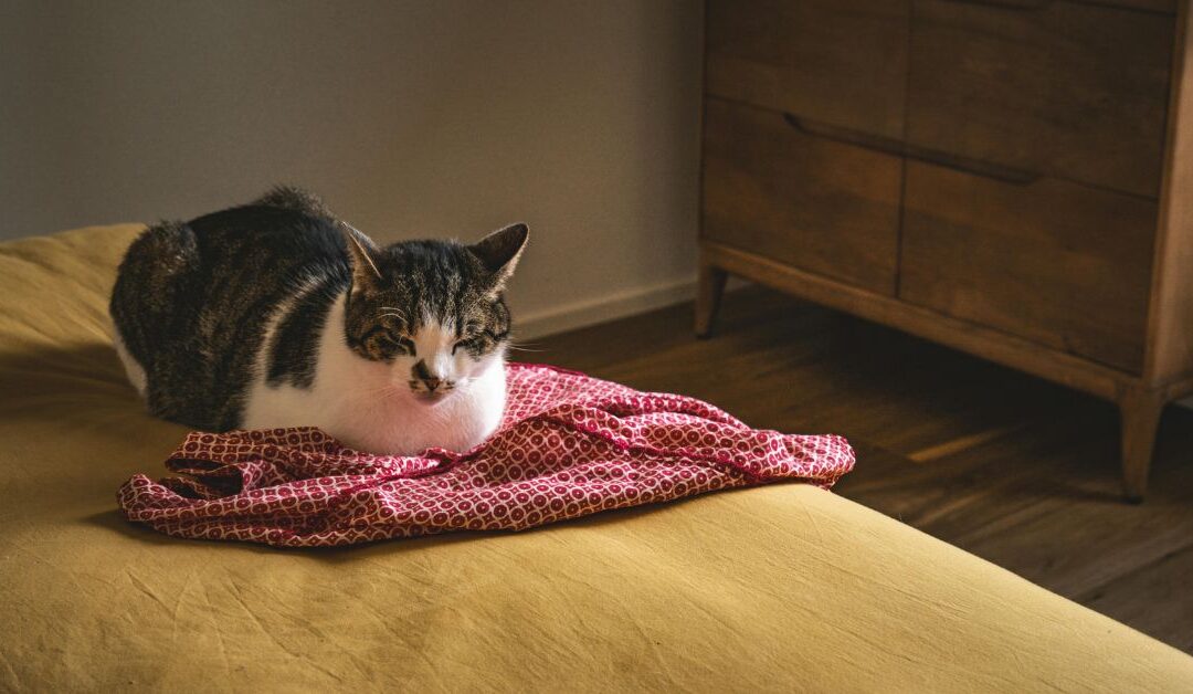 The Ultimate Guide to Creating a Cozy Home for Your Cats with Cat Bedding & Furniture